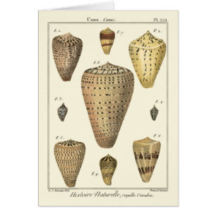 Vintage Cone-Muscheln