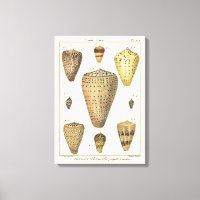 Vintage Cone-Muscheln