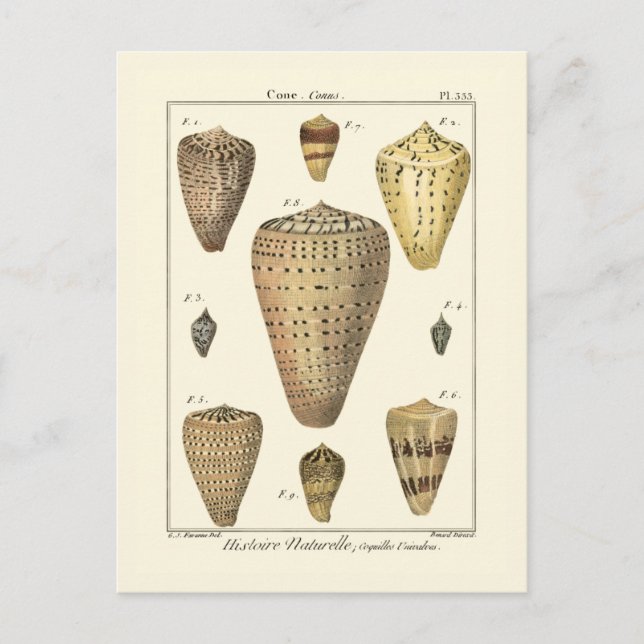 Vintage Cone-Muscheln Postkarte (Vorderseite)