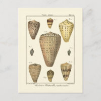 Vintage Cone-Muscheln