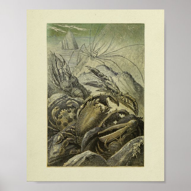 Vintage Crabs Illustration Farbkunst Poster (Vorne)