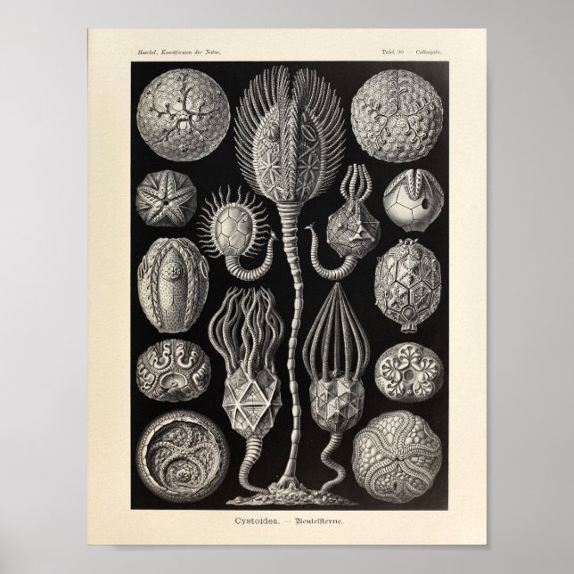 Vintage Cystoidea Ernst Haeckel Art Print Poster (Vorne)