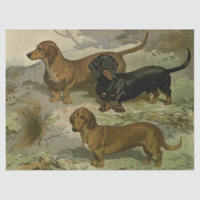 Vintage Dackeln Seidenpapier (Vorderseite)