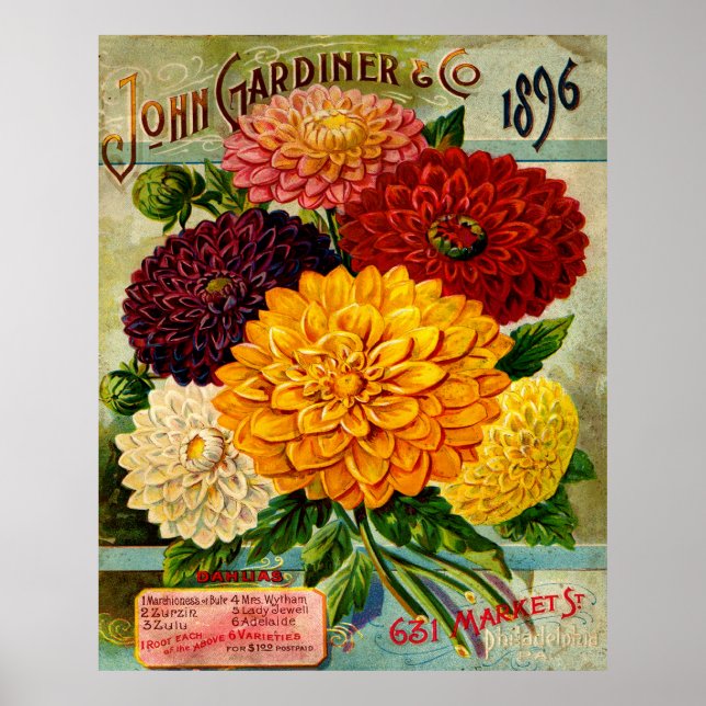 Vintage Dahlia-Blume Poster (Vorne)