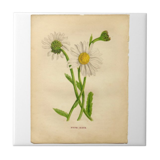 Vintage Daisy Botanicals Illustrationen Fliese (Vorderseite)