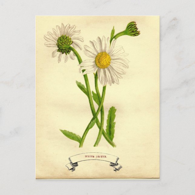 Vintage Daisy Botanische Illustration Postkarte (Vorderseite)