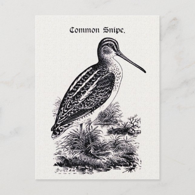 Vintage Darstellung "Common Snipe" Postkarte (Vorderseite)