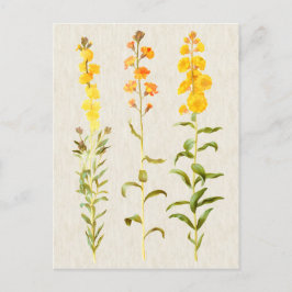 Vintage Darstellung der botanischen Blume Postkarte