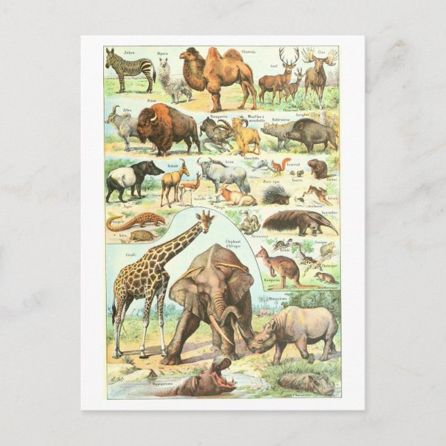 Vintage Darstellung der Tierenzyklopädie Postkarte (Vorderseite)