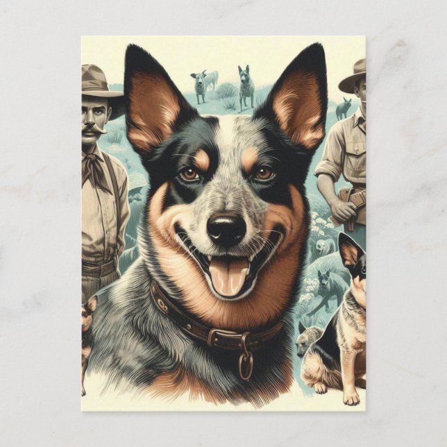 Vintage Darstellung des australischen Rinderhundes Postkarte (Vorderseite)