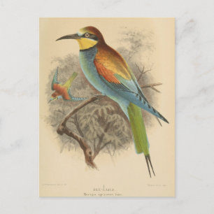 Vintage Darstellung des europäischen Bienenfresser Postkarte