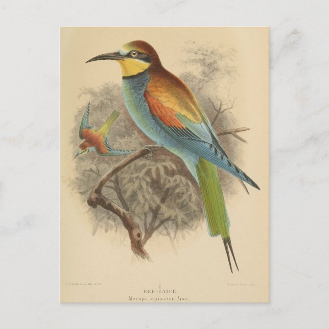 Vintage Darstellung des europäischen Bienenfresser Postkarte (Vorderseite)