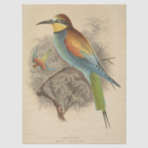 Vintage Darstellung des europäischen Bienenfresser Seidenpapier