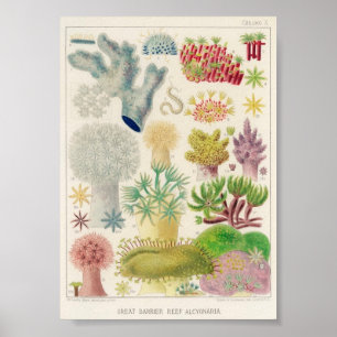 Vintage Darstellung des Meereslebens Poster