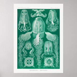 Vintage Darstellung des Meereslebens Poster