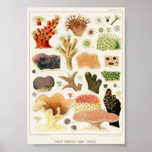 Vintage Darstellung des Meereslebens Poster