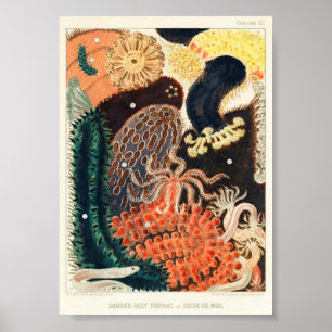 Vintage Darstellung des Meereslebens Poster