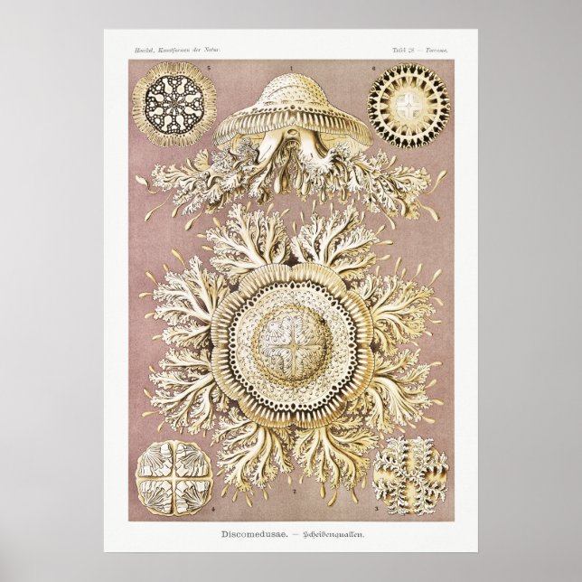 Vintage Darstellung des Meereslebens Poster (Vorne)