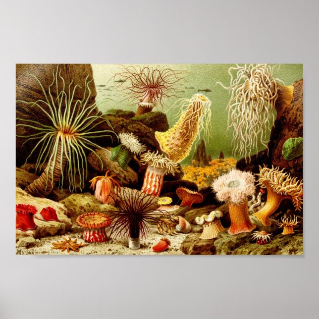 Vintage Darstellung des Meereslebens Poster (Vorne)