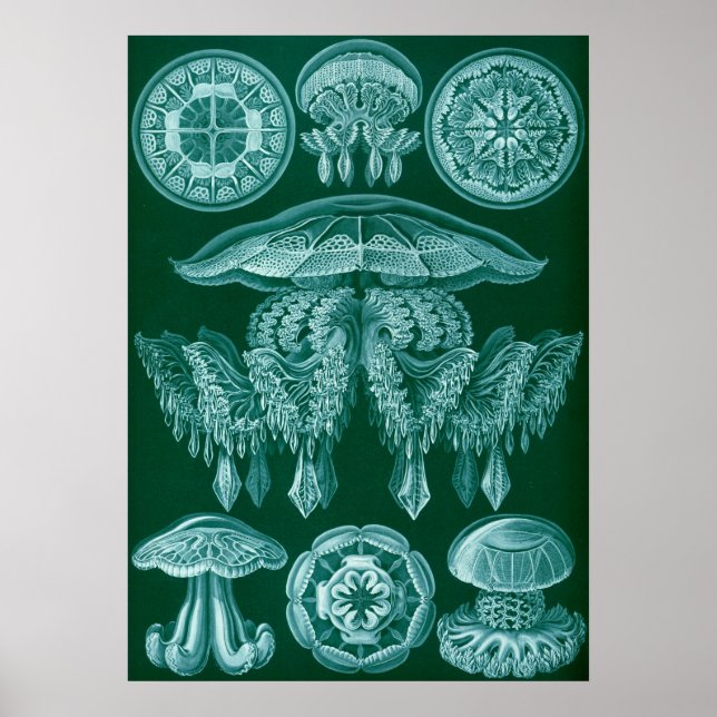 Vintage Darstellung des Meereslebens Poster (Vorne)