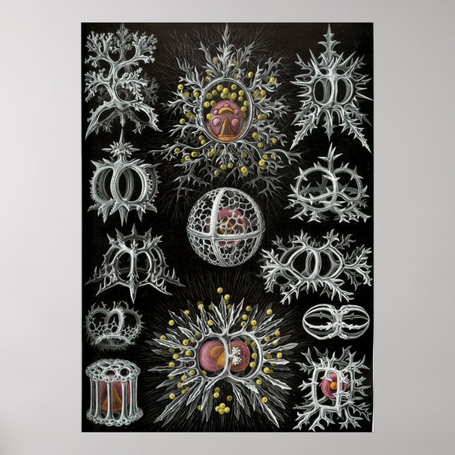 Vintage Darstellung des Meereslebens Poster (Vorne)