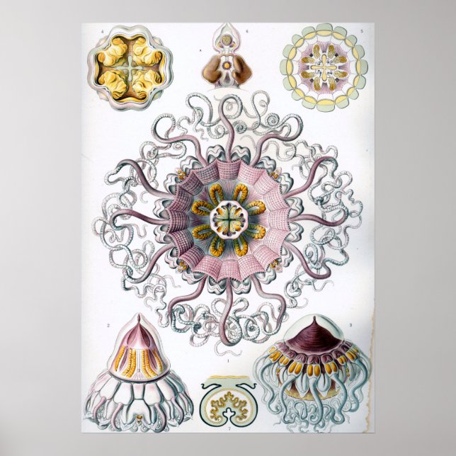 Vintage Darstellung des Meereslebens Poster (Vorne)