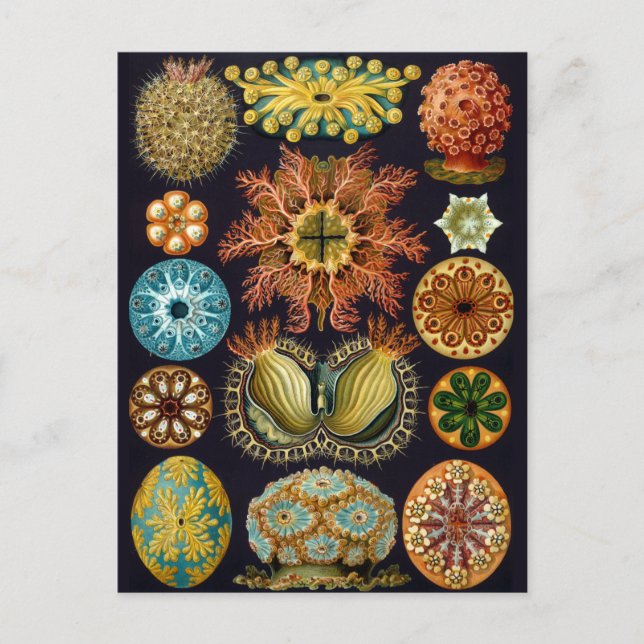 Vintage Darstellung des Meereslebens Postkarte (Vorderseite)