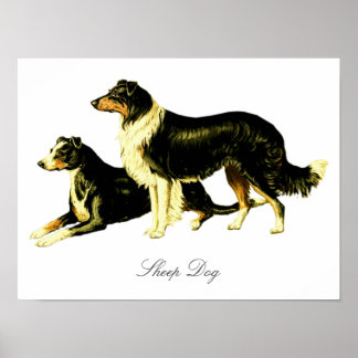 Vintage Darstellung des Schafhundes Poster