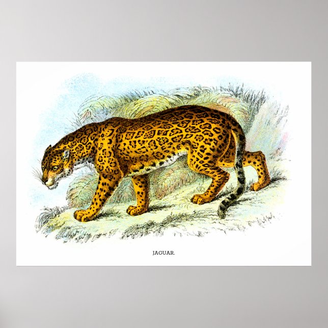Vintage Darstellung von Jaguar Poster (Vorne)