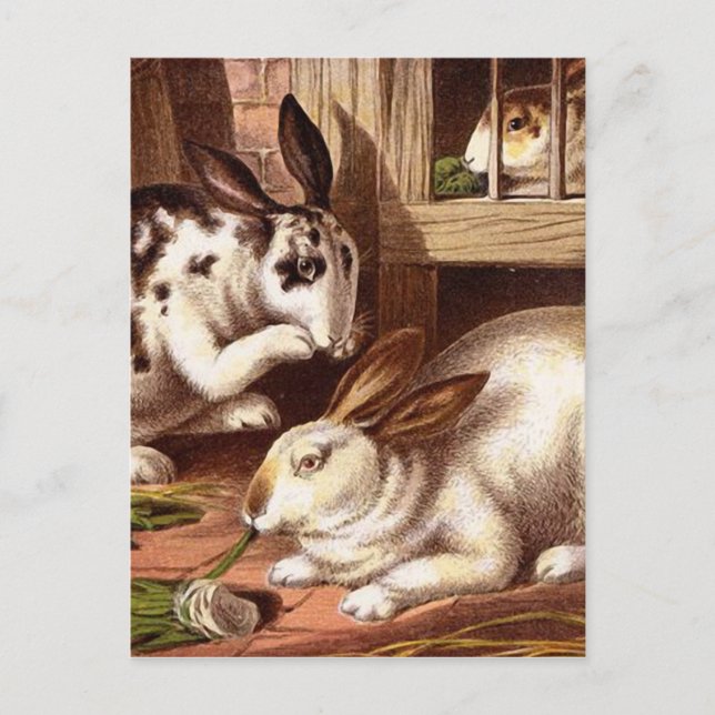 Vintage Darstellung von Kaninchen Postkarte (Vorderseite)
