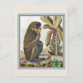 Vintage Darstellung von Mandrill Postkarte