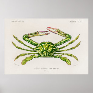 Vintage Darstellung von Schalentieren Poster