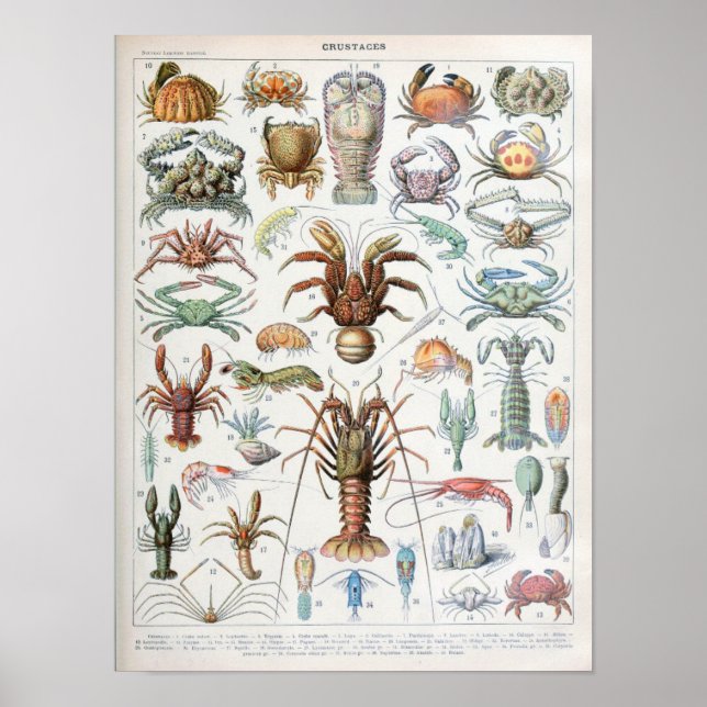 Vintage Darstellung von Schalentieren Poster (Vorne)