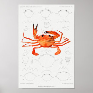 Vintage Darstellung von Schalentieren Poster