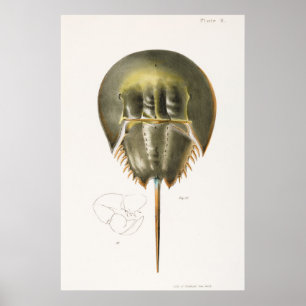 Vintage Darstellung von Schalentieren Poster