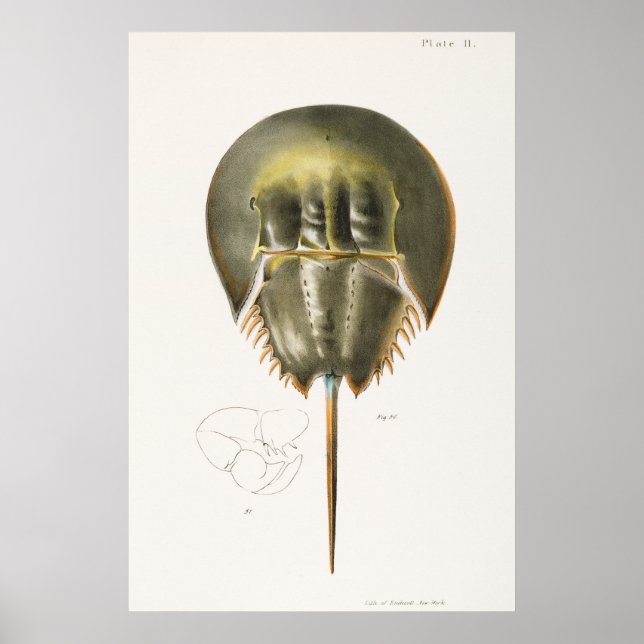 Vintage Darstellung von Schalentieren Poster (Vorne)
