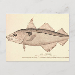 Vintage Darstellung von Schellfisch Postkarte