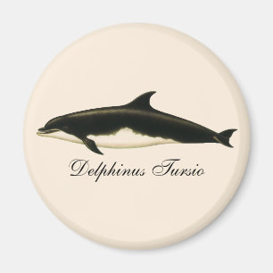 Vintage Delphine Delphinus Tursio, Meeressäugetier Magnet
