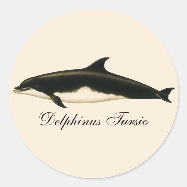 Vintage Delphine Delphinus Tursio, Meeressäugetier Runder Aufkleber (Vorderseite)