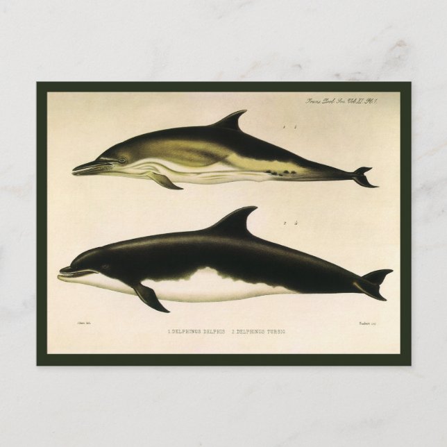 Vintage Delphine, Meerestiere und Säugetiere Postkarte (Vorderseite)