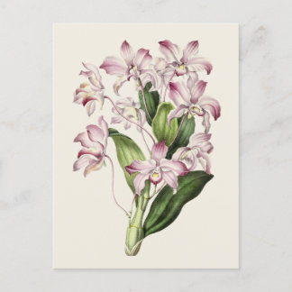 Vintage Dendrobium Blume Illustration Postkarte