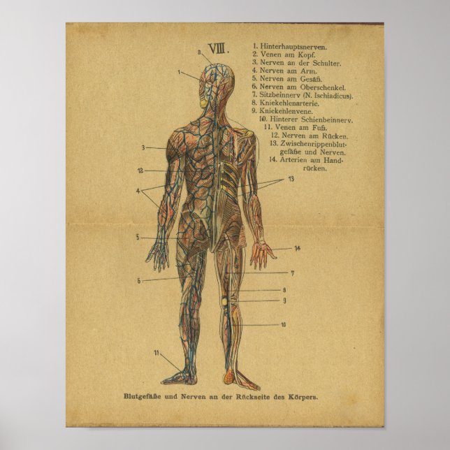 Vintage deutsche Anatomie Print Arteries Nerves Poster (Vorne)