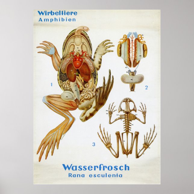 Vintage Deutsche Froschtrennkarte Poster (Vorne)