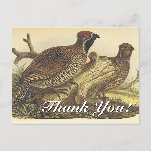 Vintage, Deux Oiseaux "Merci !" Carte postale (Devant)
