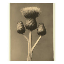 Vintage Distel-Kunstwerk