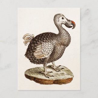 Vintage Dodo-Bird-Illustration 1700 Dodo-Vögel Postkarte