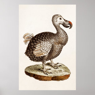 Vintage-Dodo-Vogel-Illustration 1700er Dodo-Vögel Poster