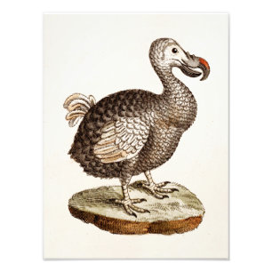 Vintage Dodo-Vogel-Illustration 1700s Dodo-Vögel Fotodruck