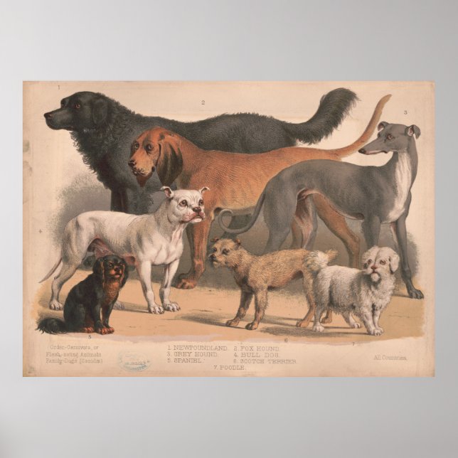 Vintage Dog Breeds Illustration (1874) Poster (Vorne)