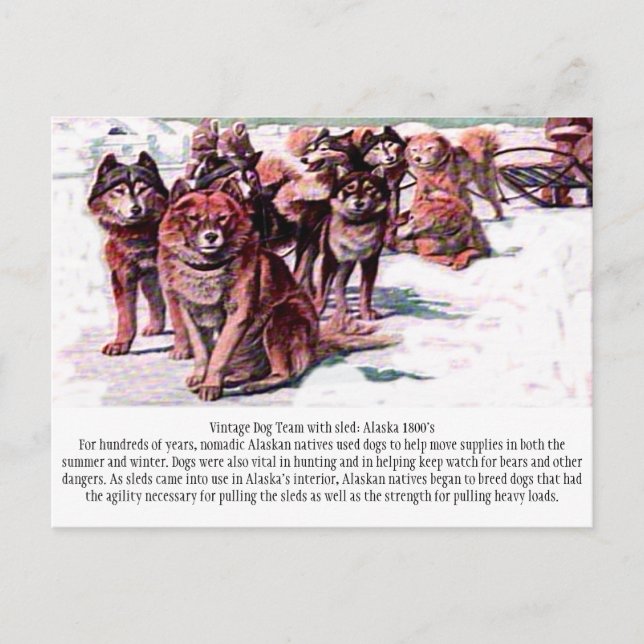 "Vintage Dog Team: Alaska" Postkarte (Vorderseite)